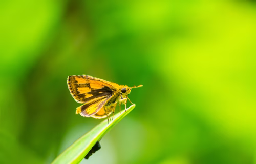 Delicate Orange Butterfly Perched On Bright Green Leaf In Natural Sunlight - Close Up