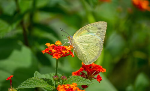 Delicate Yellow Butterfly Perches on Bright Orange Lantana Flowers in a Lush Garden Scene