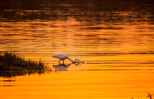 Egret Fishing in a Serene Lake at Sunset with Golden Reflections