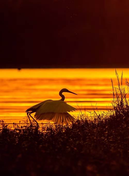 Elegant Egret Silhouette at Sunset Over a Serene Lake