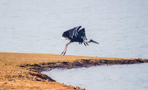 Elegant Heron in Flight Over Shallow Shoreline By Calm Water, Captured as Natural Wildlife Moment