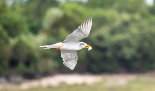 Elegant Tern Flying with Fish in Beak Over Natural Background