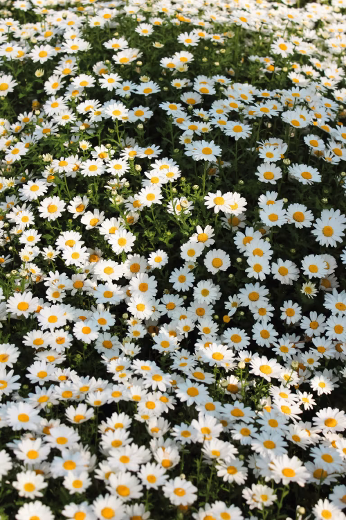 Field of Blooming Daisies on a Sunny Day in Full Bloom