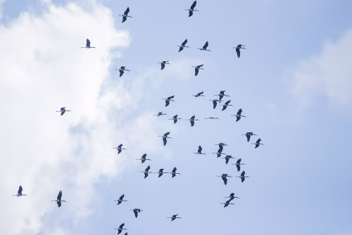 Flock Of Birds In A V-Formation Flying Across A Bright Blue Sky With White Clouds