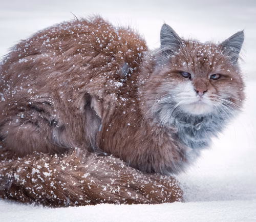Fluffy Cat Sitting in Snowy Outdoors on a Winter Day