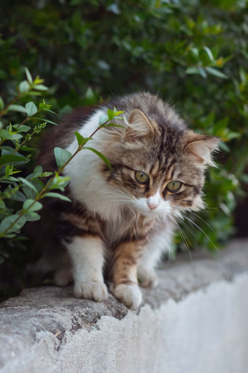 Fluffy Cat Sitting on Concrete Wall Beside Greenery Outdoors