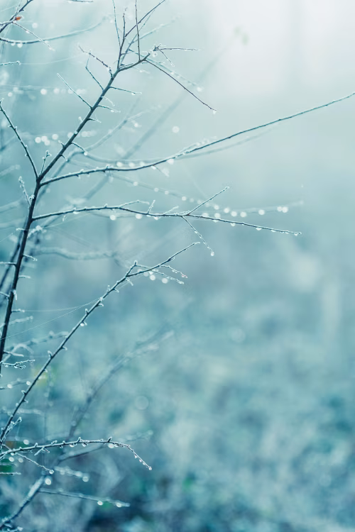 Frost-Covered Branches with Dewdrops on a Cold Winter Morning