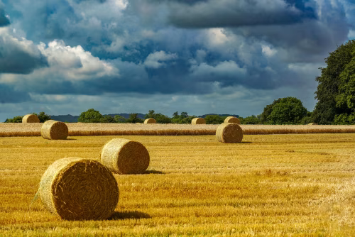 Golden Hay Bales in a Scenic Summer Harvested Field Under Dramatic Clouds