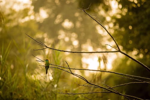 Golden Hour Hummingbird Perched On Delicate Branch In Quiet Natural Scene