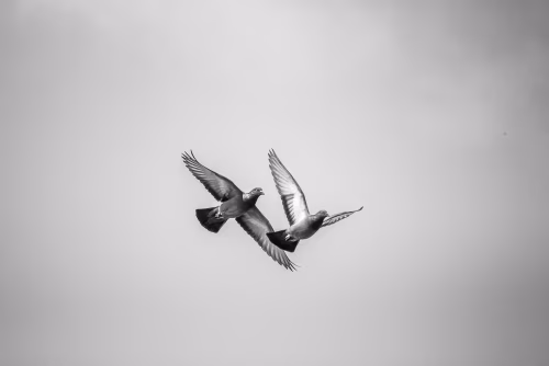 Two birds in flight against a clear sky captured in timeless monochrome evoking freedom and grace.