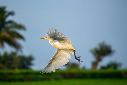 Graceful Heron in Flight Over Scenic Tropical Landscape at Dusk