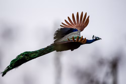 Graceful Peacock Soaring Elegantly in Mid-Air Through Misty Skies