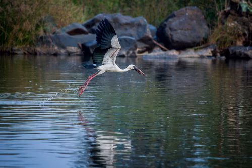 Graceful Stork in Flight Over Calm Water Amid Natural Scenery