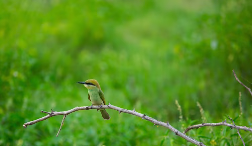 Green Bird Perched On Branch In Open Field With Bright Green Grass