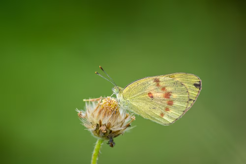 Green Butterfly Resting On A Dandelion Seed Head In A Bright Meadow Scene