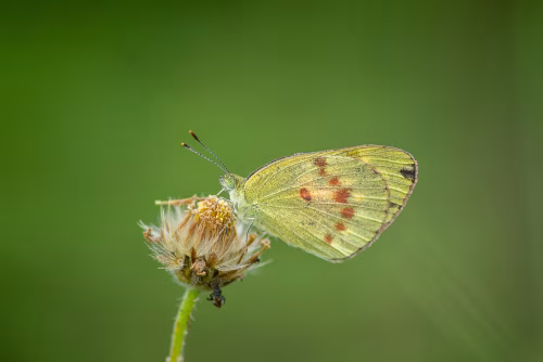 Green Butterfly Resting On a Dried Flower Bud in a Soft Green Field