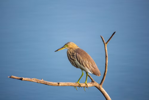 Heron Perched on Branch Near Calm Body of Water in Nature