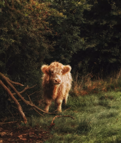 Highland Cow Standing in a Serene Woodland Clearing in Autumn