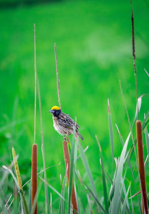 Little Bird Perched on Cattail Stalks in Bright Green Wetland Habitat