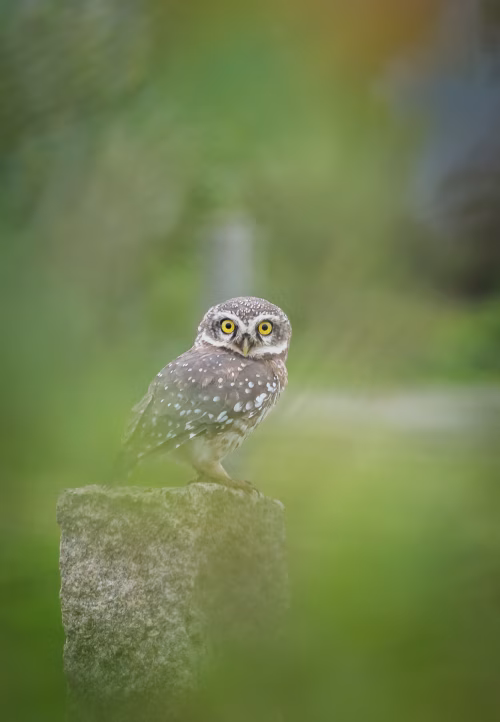 Little Spotted Owl Perched on a Stone with Greenery in Soft Focus