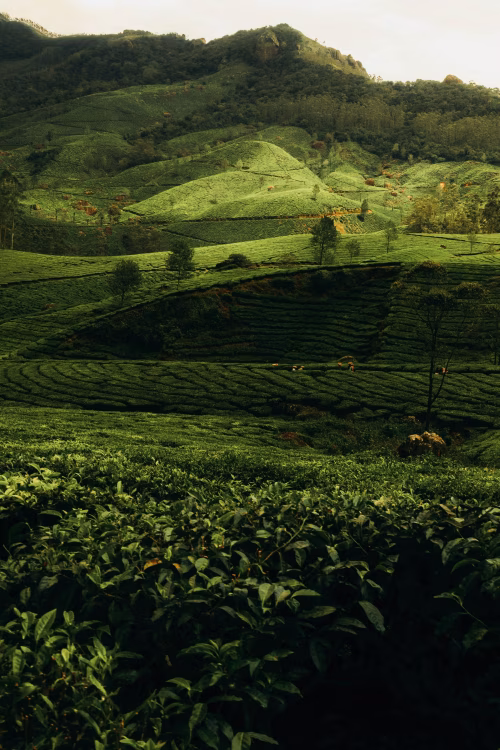 Lush Green Hills with Tea Plantations and Rolling Fields in Daylight