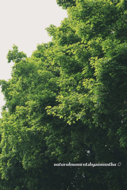 Lush Green Tree Foliage Against a Bright Sky During Summer
