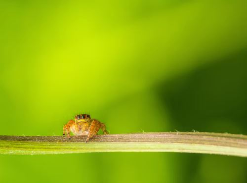 Macro Photography of Jumping Spider on Green Background
