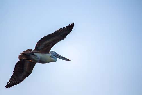 Magnificent Brown Pelican Soaring Gracefully Against a Clear Blue Sky