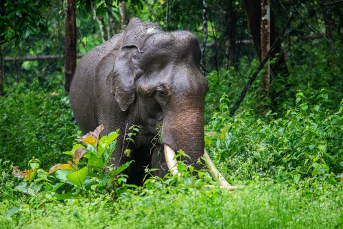 Majestic Asian Elephant Grazing In Lush Green Jungle Setting