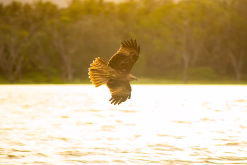 Majestic Bird of Prey Soaring Over Sunset Lake With Golden Light