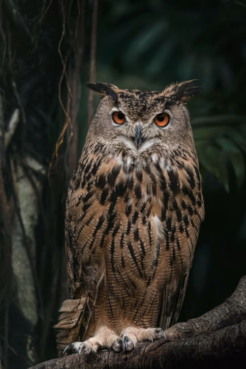 Majestic Owl Perched on a Tree Branch in a Forest Setting