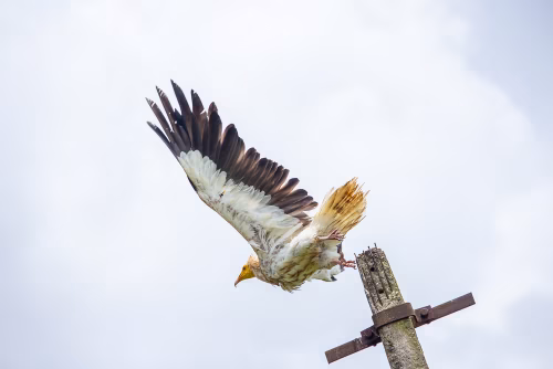 A detailed image showcasing a vulture spreading its wings as it takes flight from a rustic perch under a bright, cloudy sky.