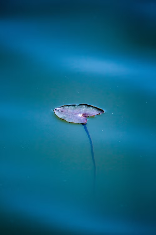 Minimalist View of a Single Lily Pad Floating on Calm Water Surface