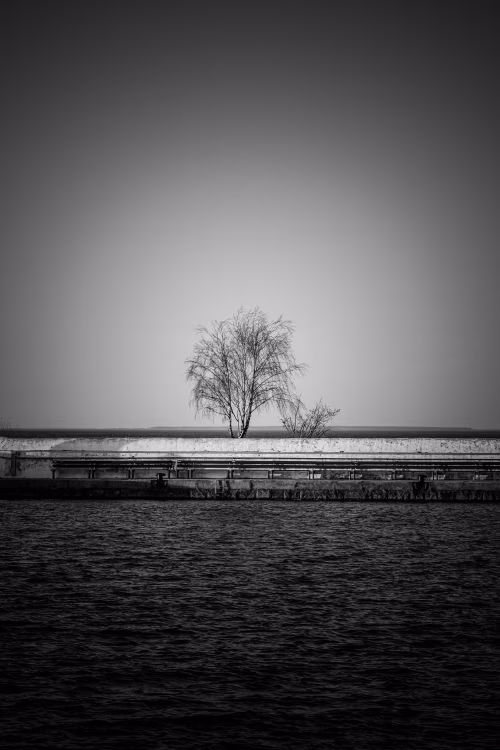 Monochromatic Scene Featuring Tree Beside a Pier and Tranquil Waters