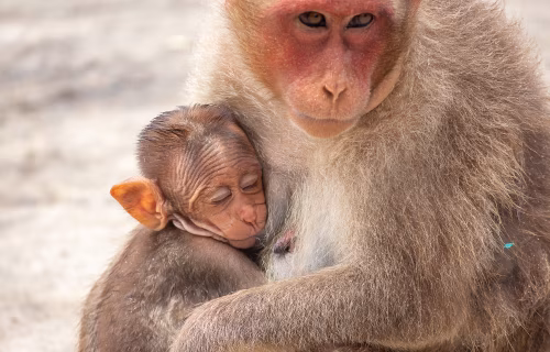 Mother Monkey Embracing Her Infant in a Warm Nature Scene
