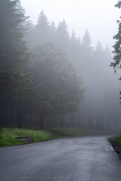 Peaceful Misty Forest Road with Dense Greenery Surrounding the Path