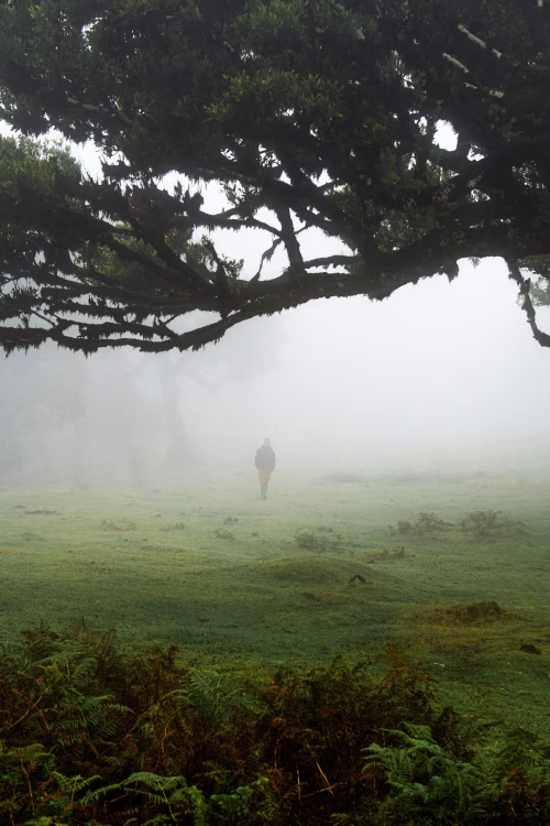 Person Walking in a Foggy Forest Clearing Under Lush Green Trees