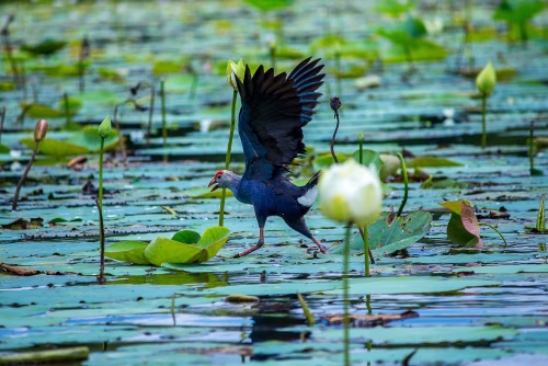 Purple Swamphen Standing in Natural Marsh Environment With Lotus Flowers