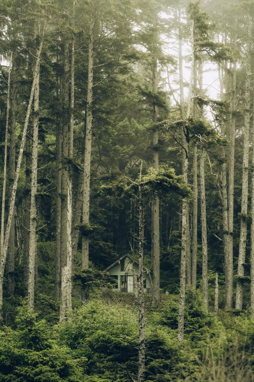 Rustic Cabin Hidden Among Tall Forest Trees