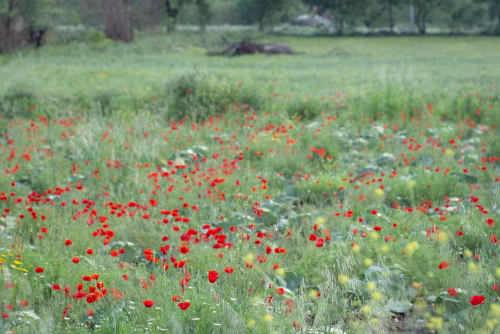 Scenic Meadow With Red Flowers Blooming Amidst Lush Green Grass and Vegetation