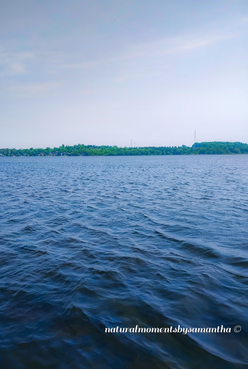 Scenic View of a Calm Lake With Forested Horizon Under Clear Sky