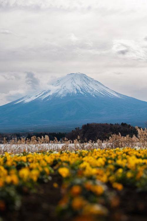 Scenic View of Mount Fuji With Vibrant Yellow Flower Field in Foreground