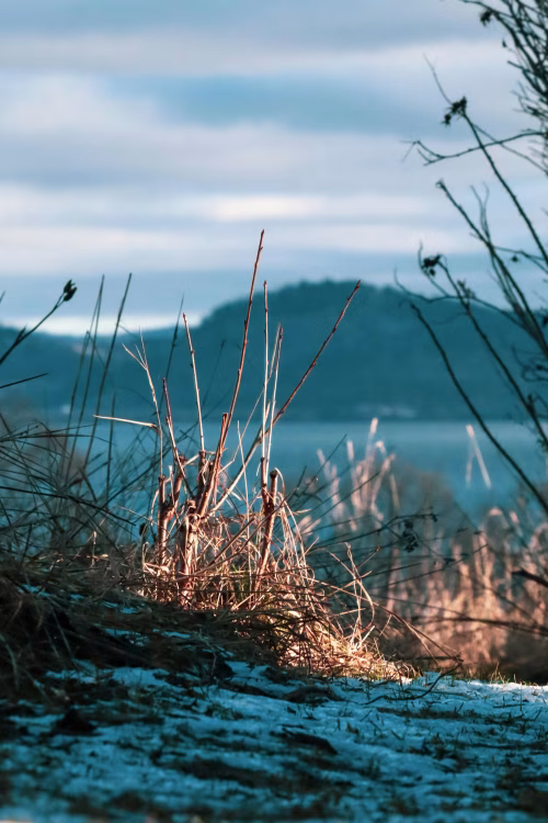 Scenic Winter Landscape With Grass and Hills in Golden Morning Sunlight