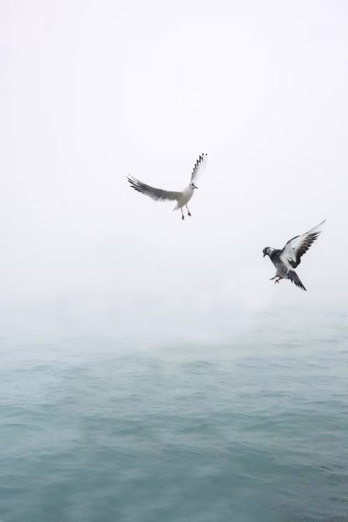 Seagull and Pigeon Flying Over Calm Ocean in a Foggy Atmosphere