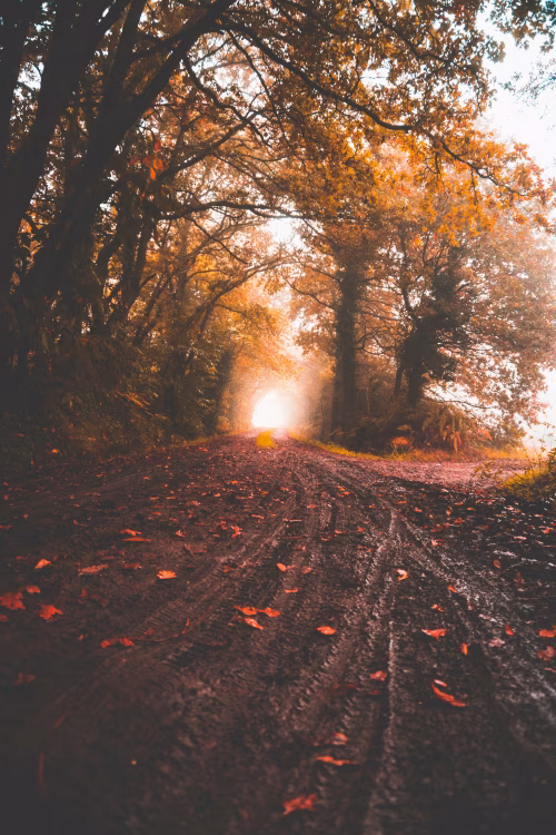 Serene Autumn Pathway in a Forest with Golden Trees and Fallen Leaves