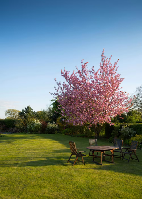Serene Garden Scene with Cherry Blossom Tree and Outdoor Furniture