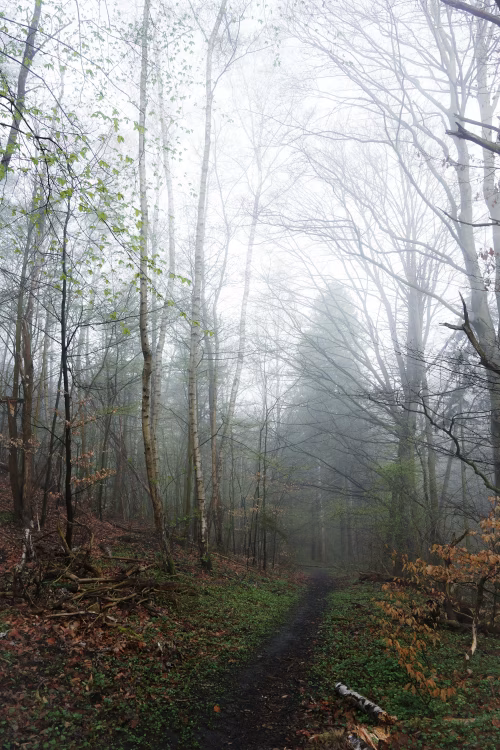 Serene Misty Forest Path Through Birch Trees in Early Spring