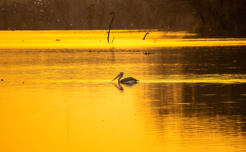 Serene Pelican Floating on a Golden Sunset-reflected Water Landscape
