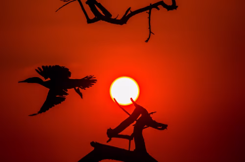 Silhouette of a Bird Flying Across a Dramatic Orange Sunset Sky