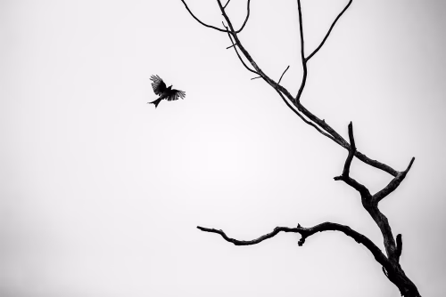 Silhouette of a Bird Flying Near Bare Winter Tree Branches in Monochrome